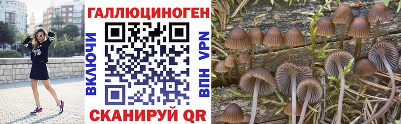 где найти наркотики Полярные Зори Галлюциногенные грибы GOLDEN TEACHER